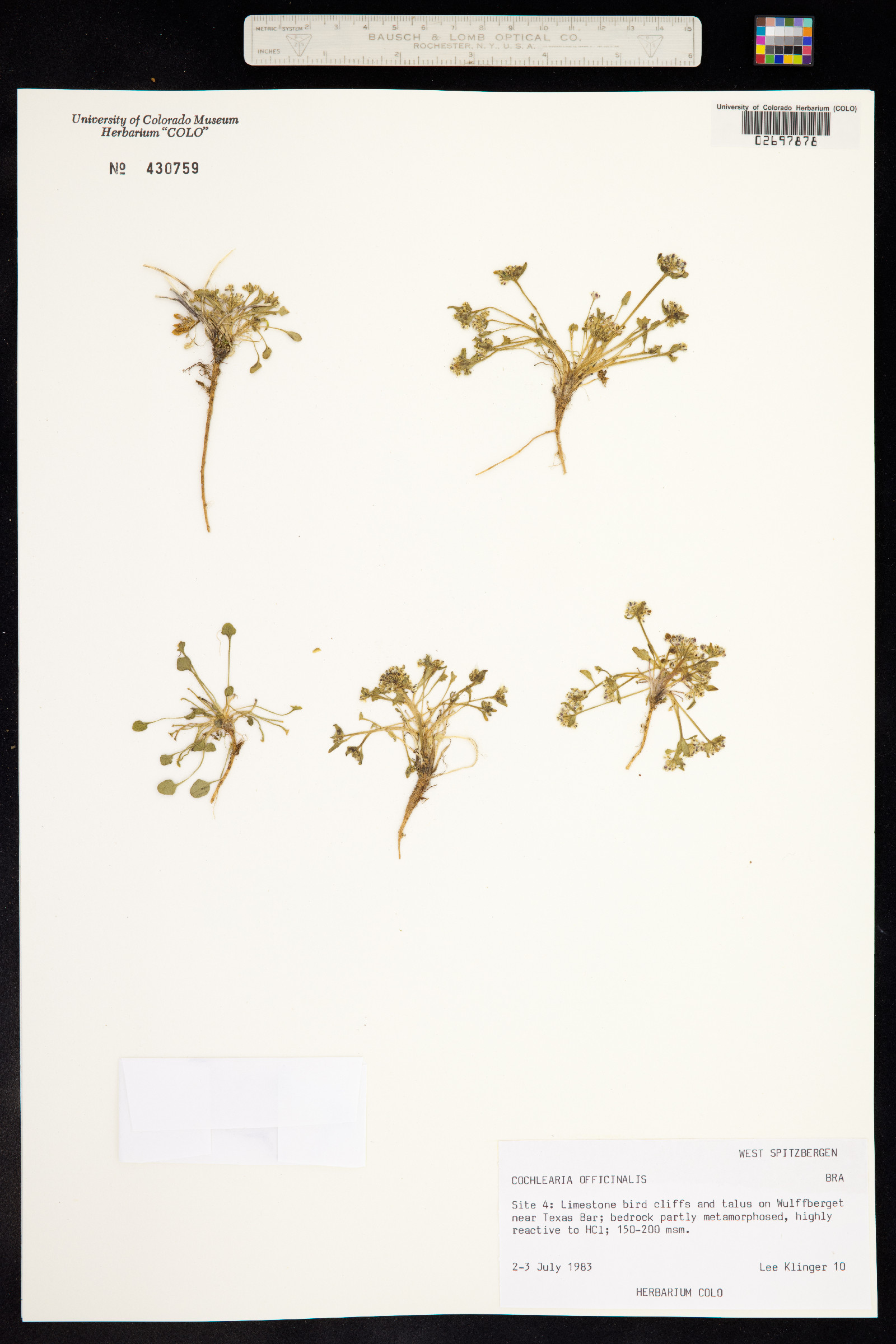 Cochlearia officinalis image