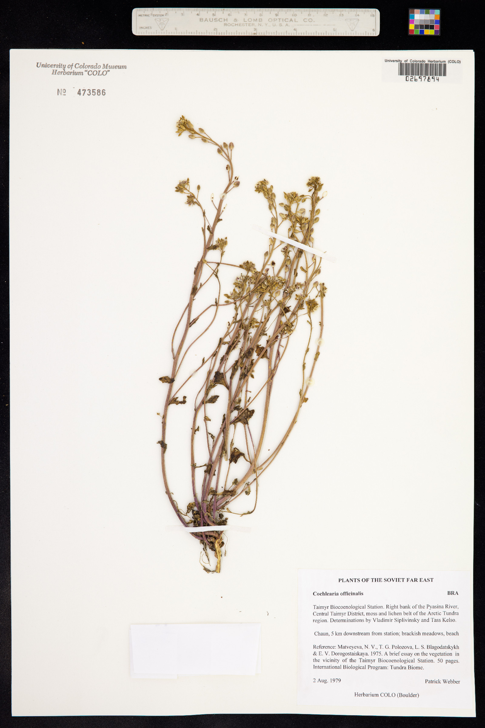 Cochlearia officinalis image