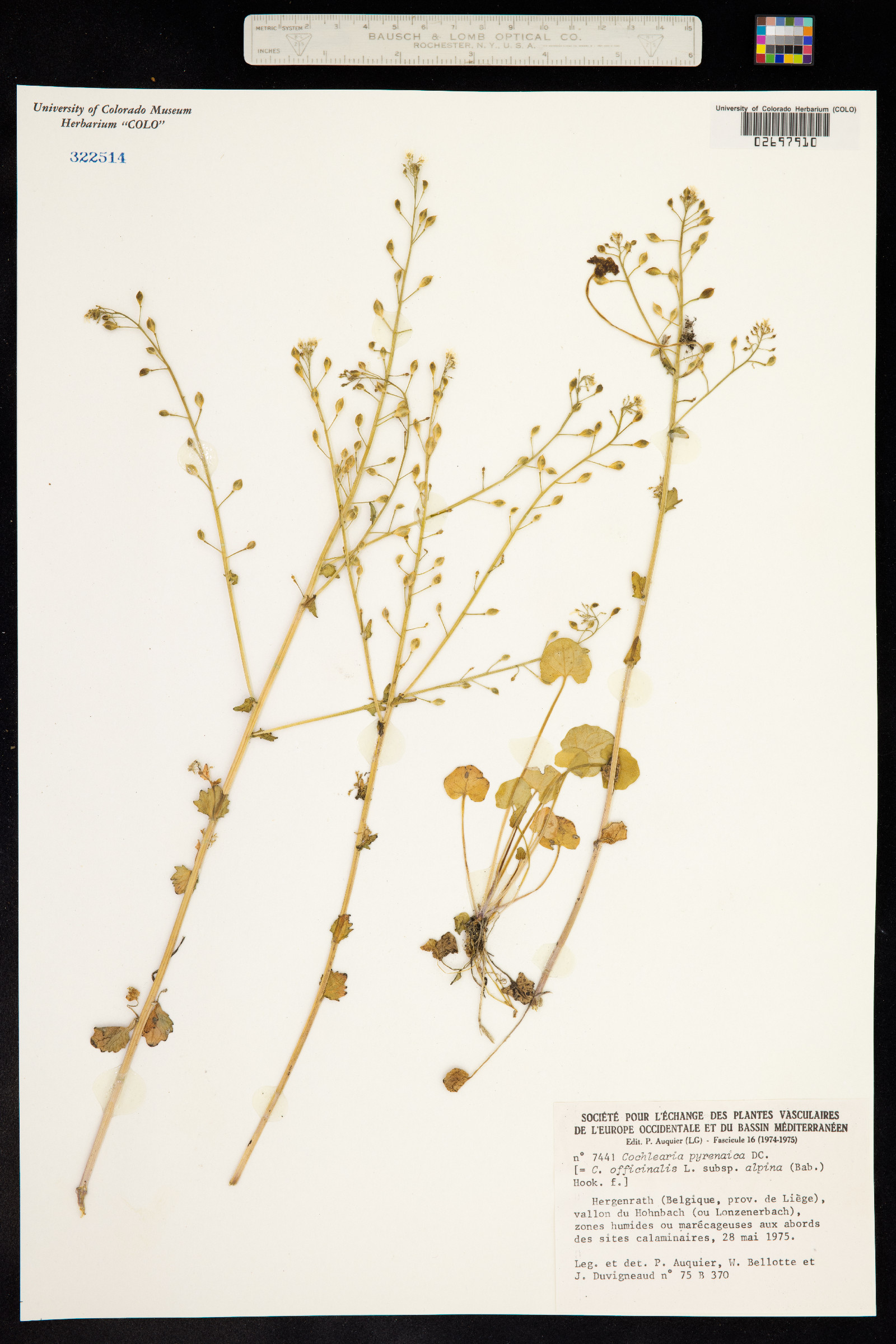 Cochlearia pyrenaica image