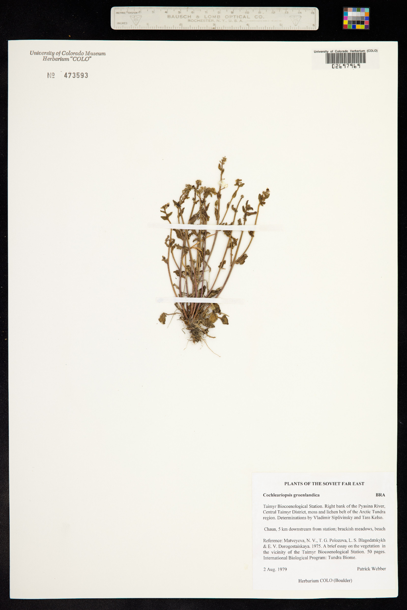 Cochlearia groenlandica image