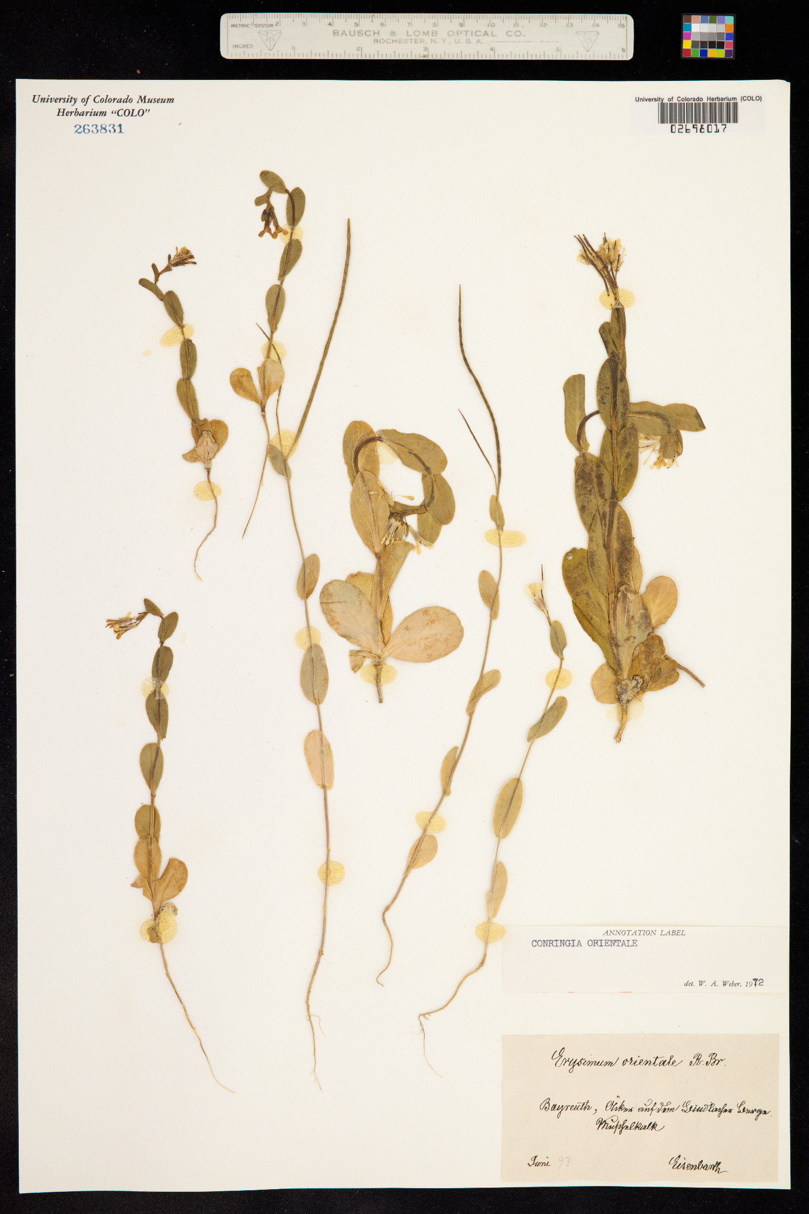 Conringia orientalis image