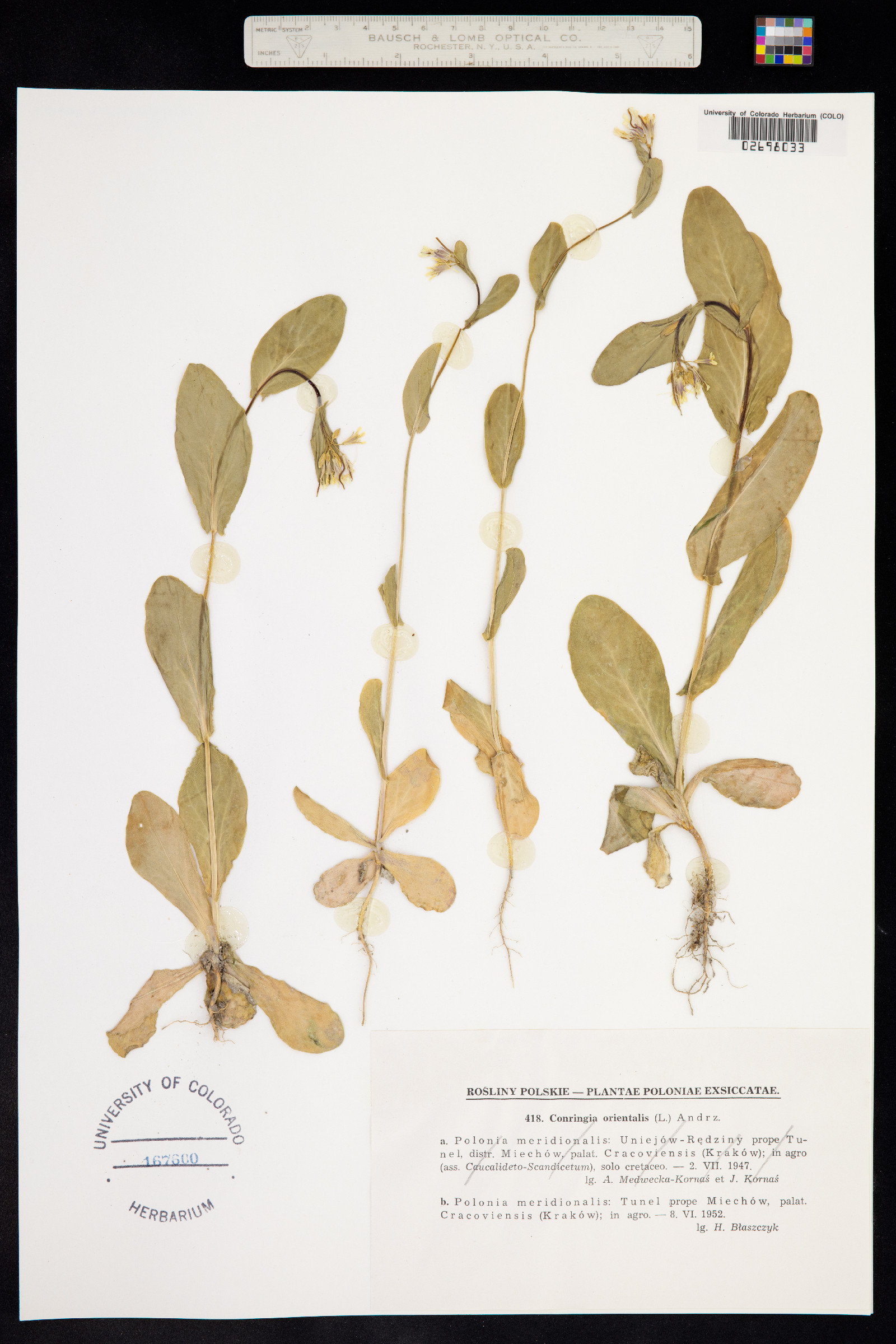 Conringia orientalis image