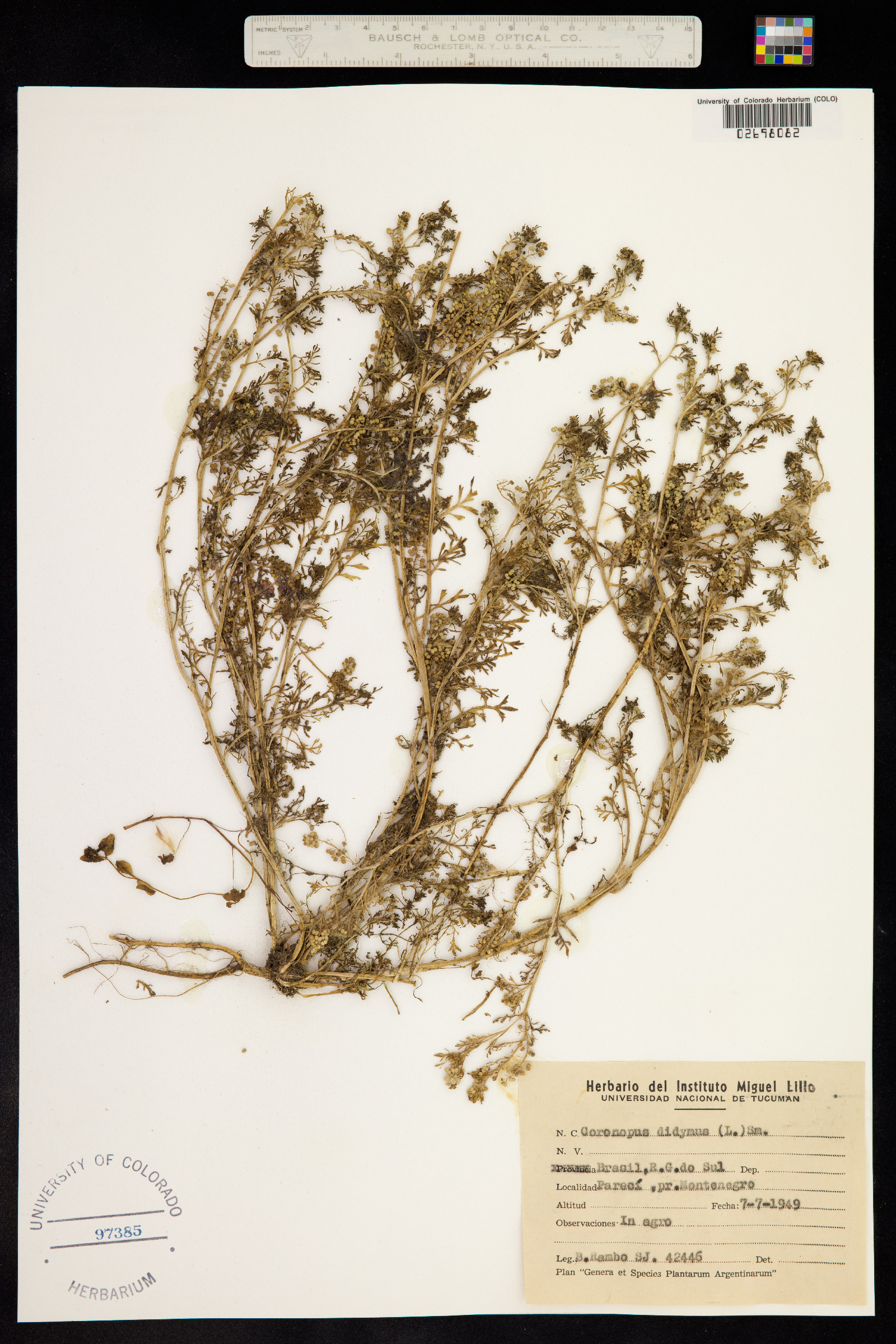 Lepidium didymum image