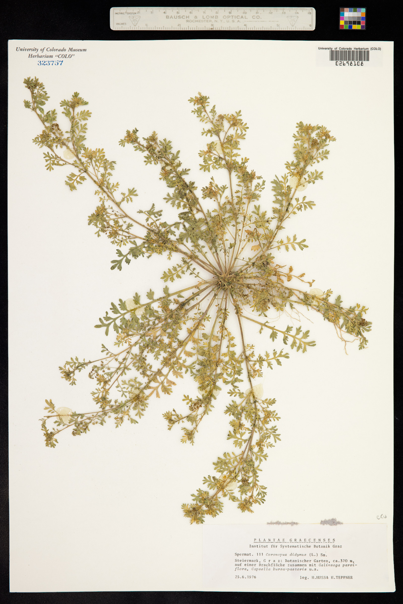 Lepidium didymum image