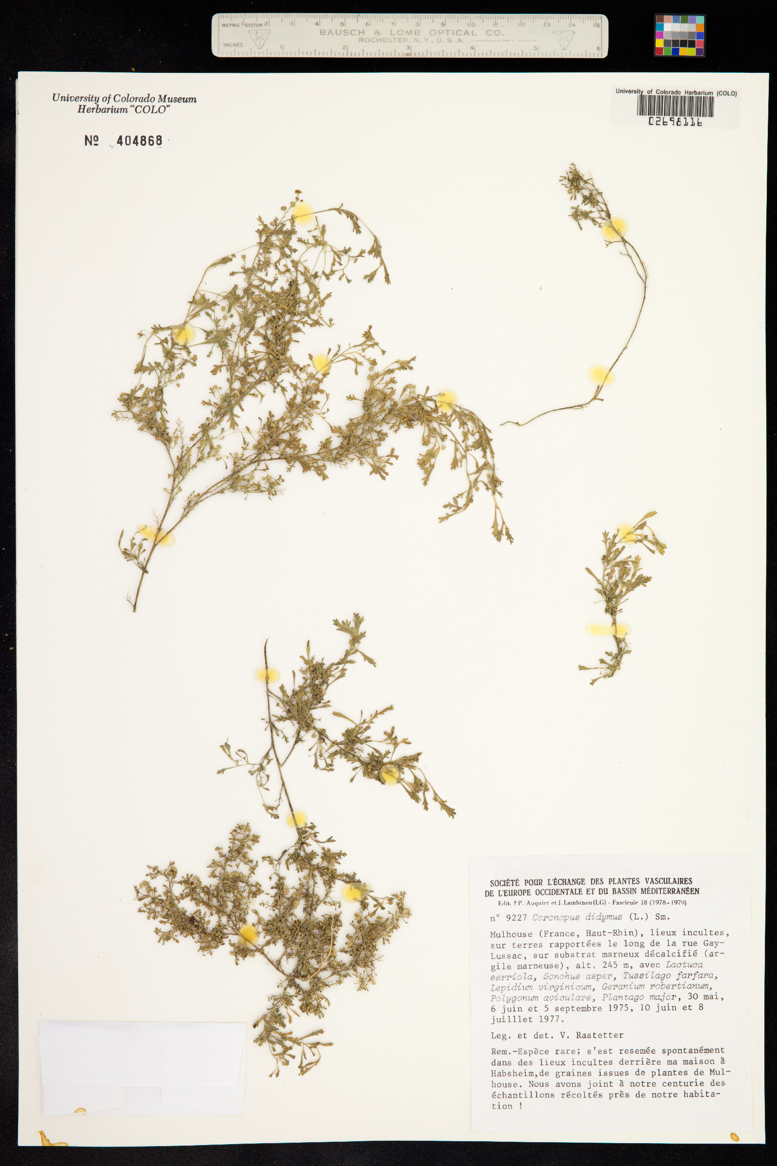 Lepidium didymum image