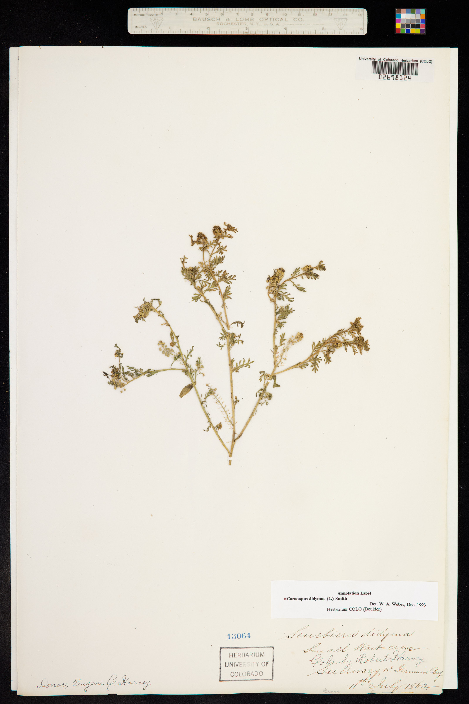 Lepidium didymum image