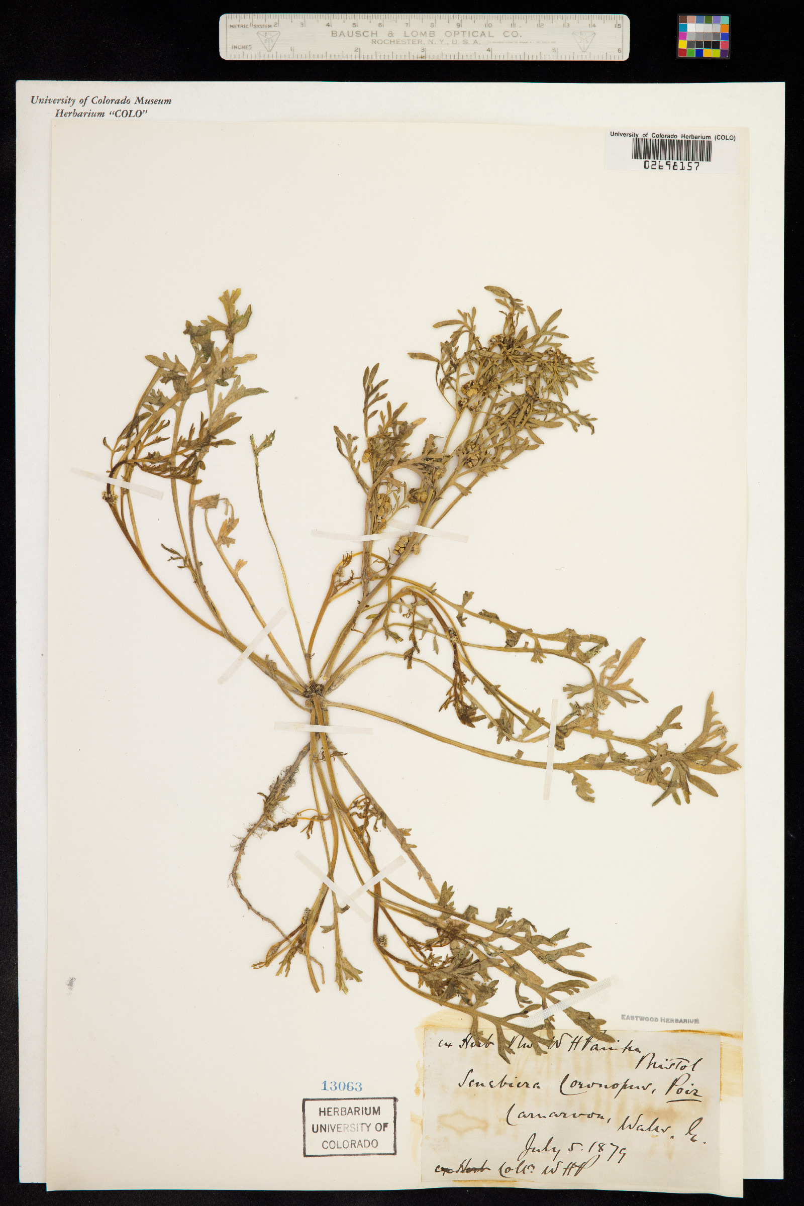 Lepidium coronopus image