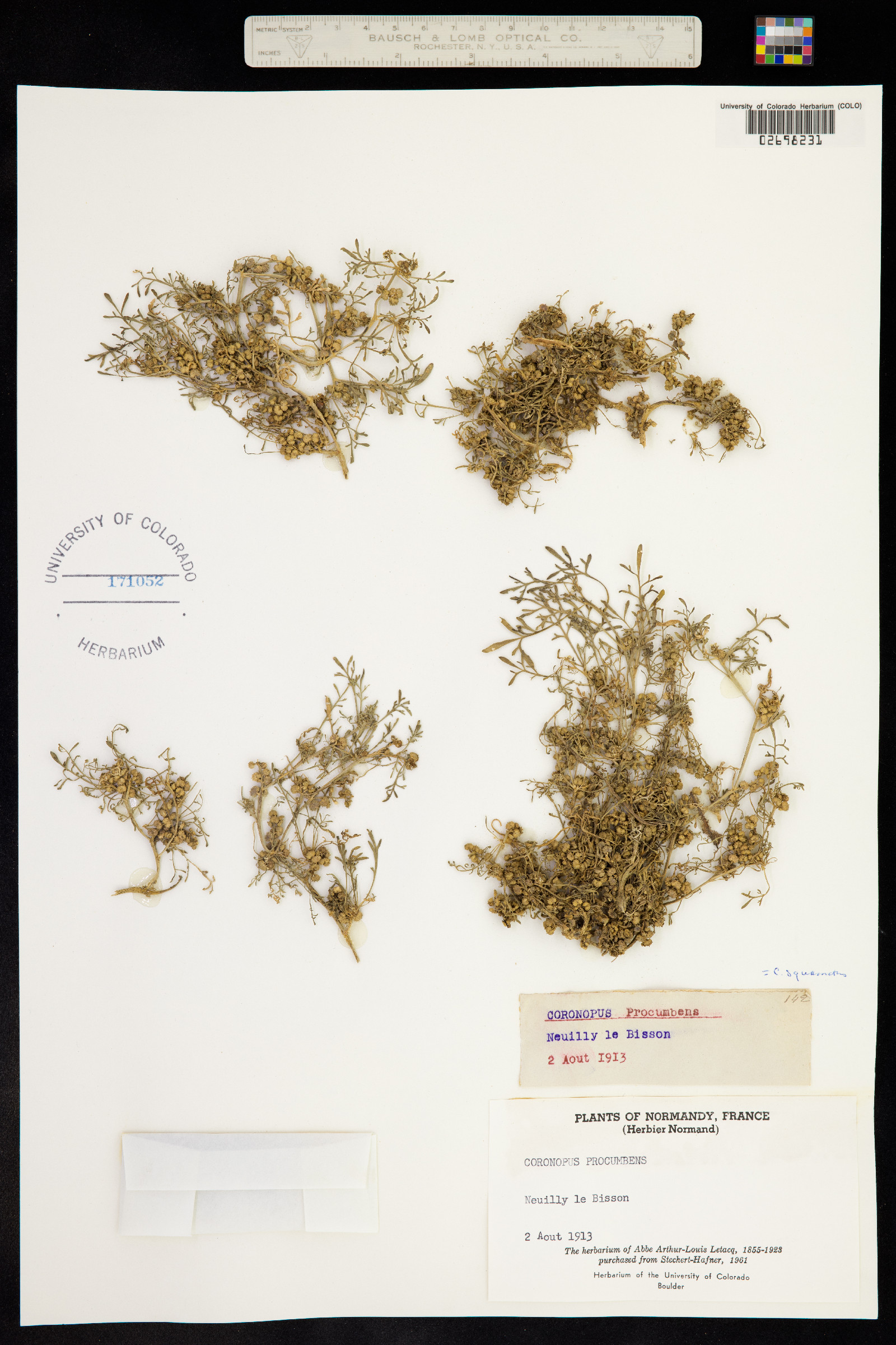 Coronopus squamatus image