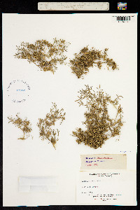 Image of Lepidium coronopus