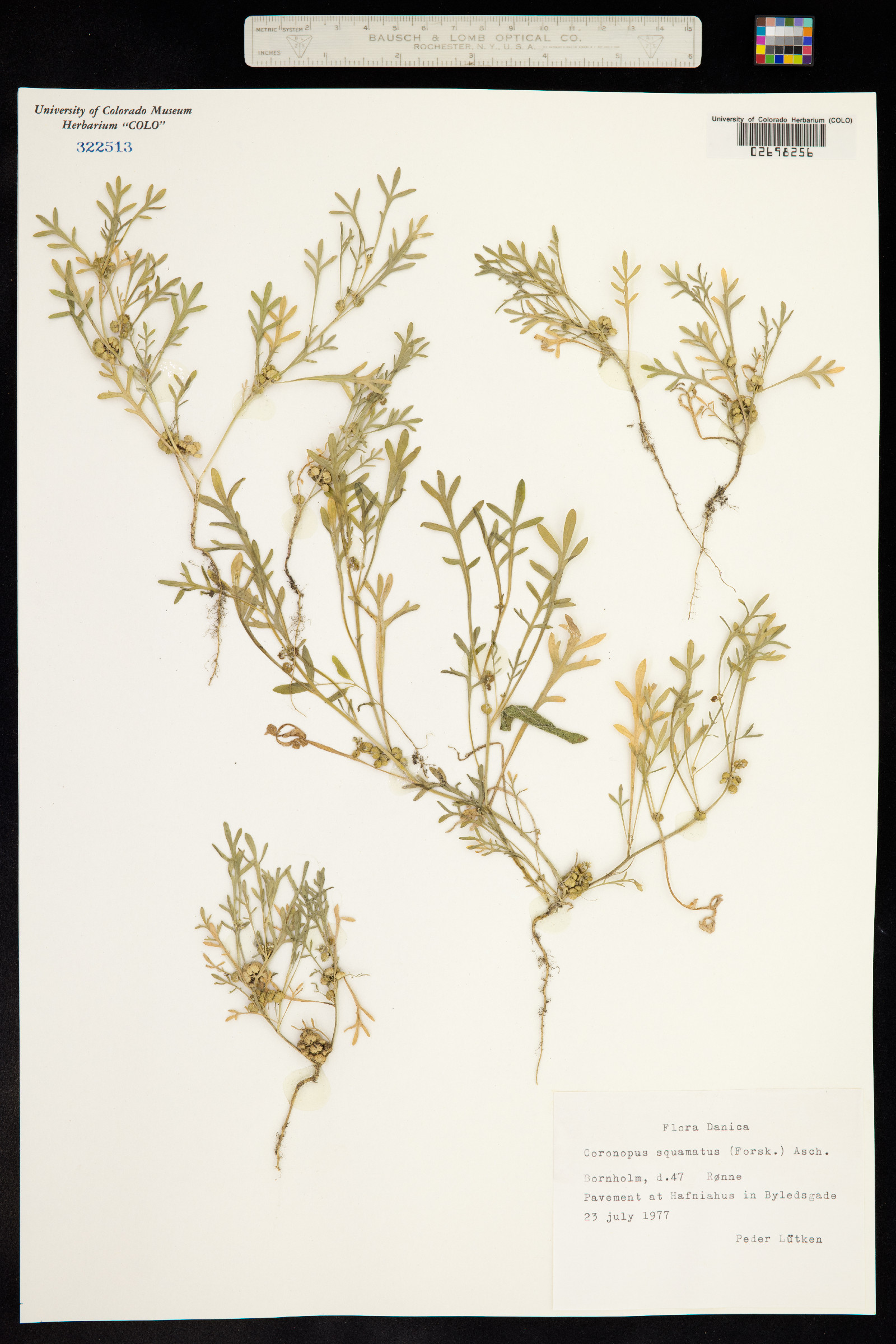 Lepidium coronopus image