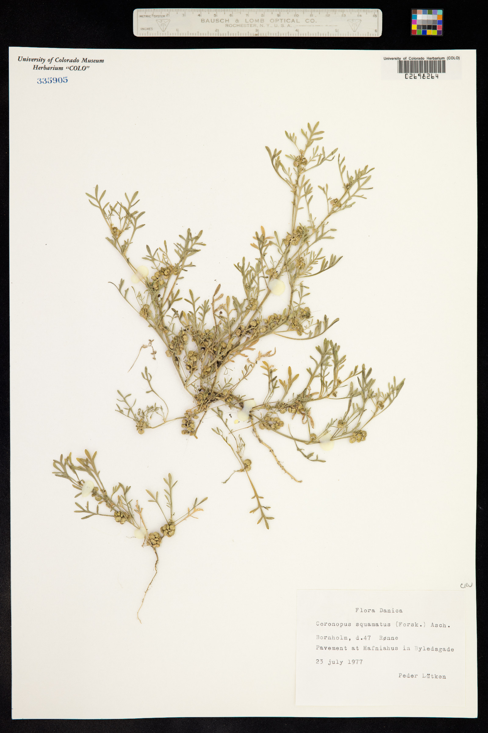 Lepidium coronopus image
