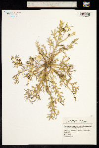 Coronopus squamatus image