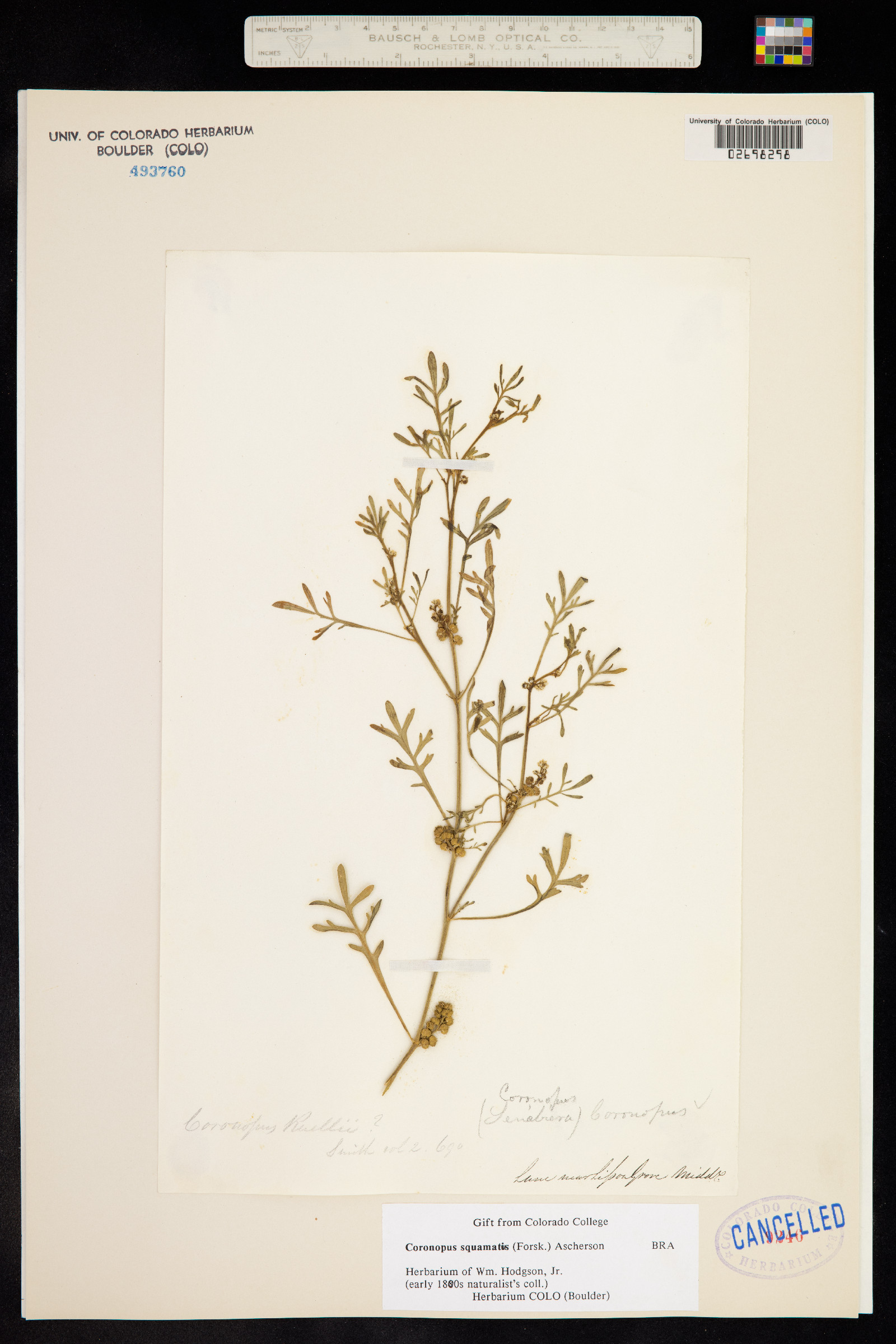 Lepidium coronopus image