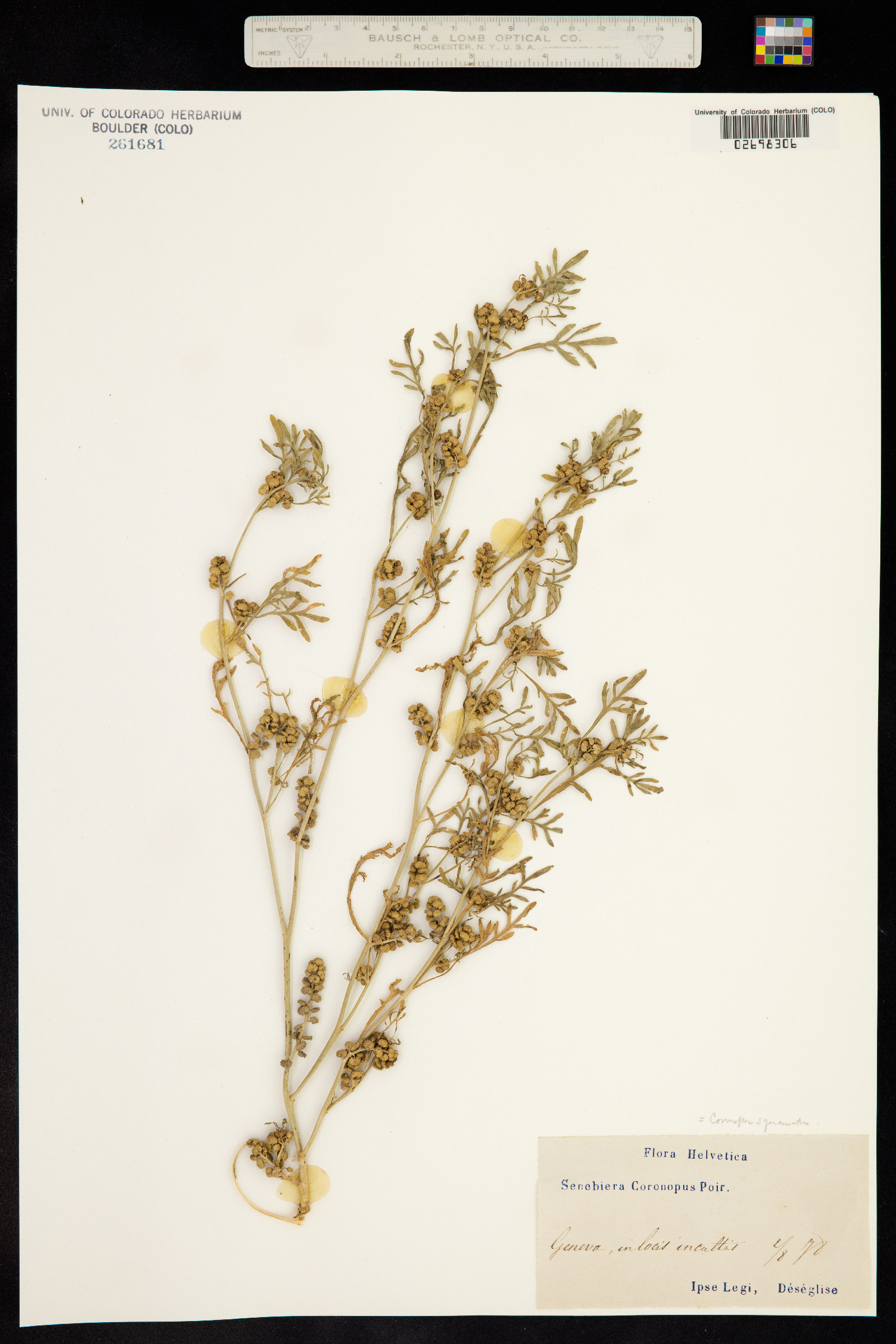 Lepidium coronopus image