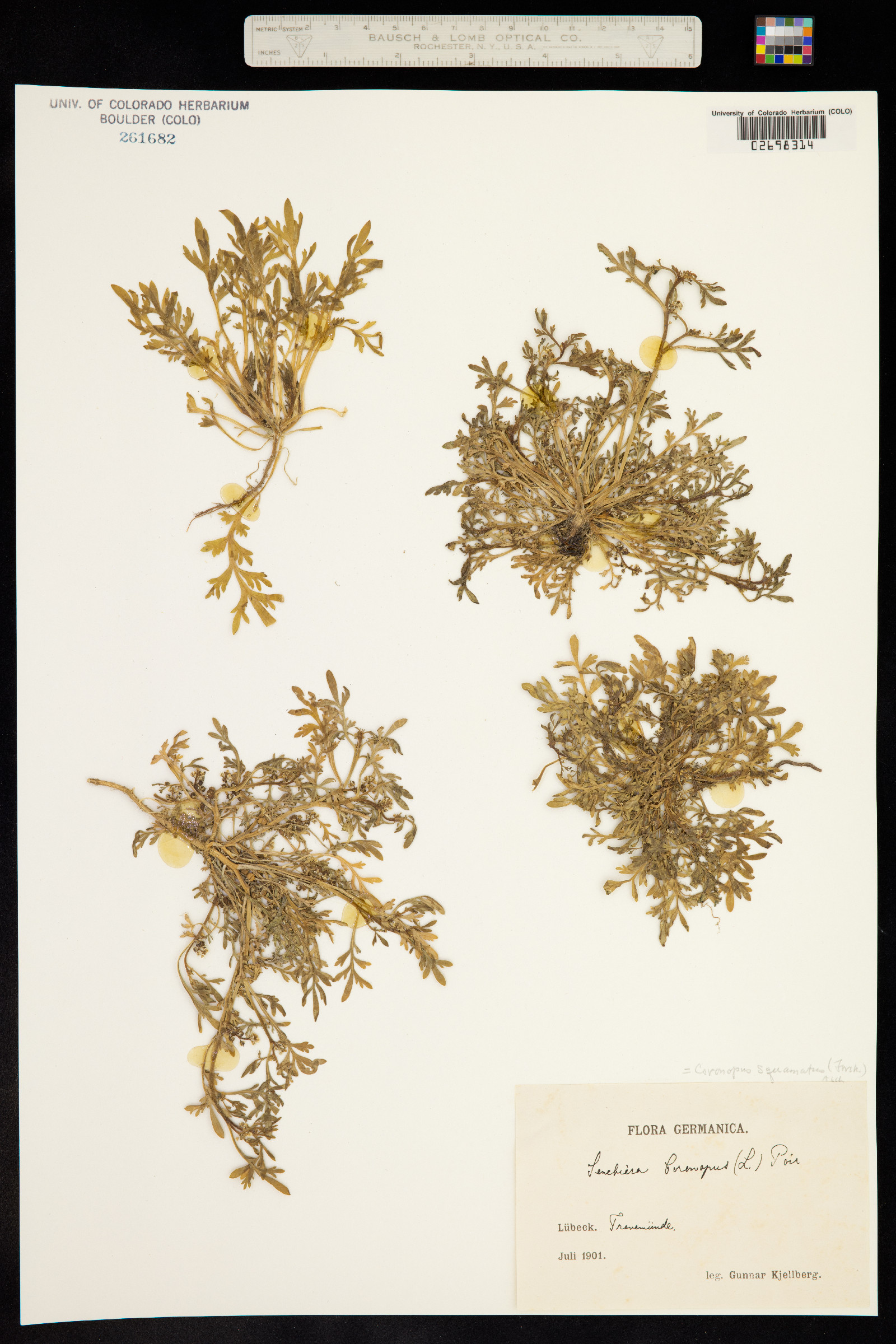 Lepidium coronopus image