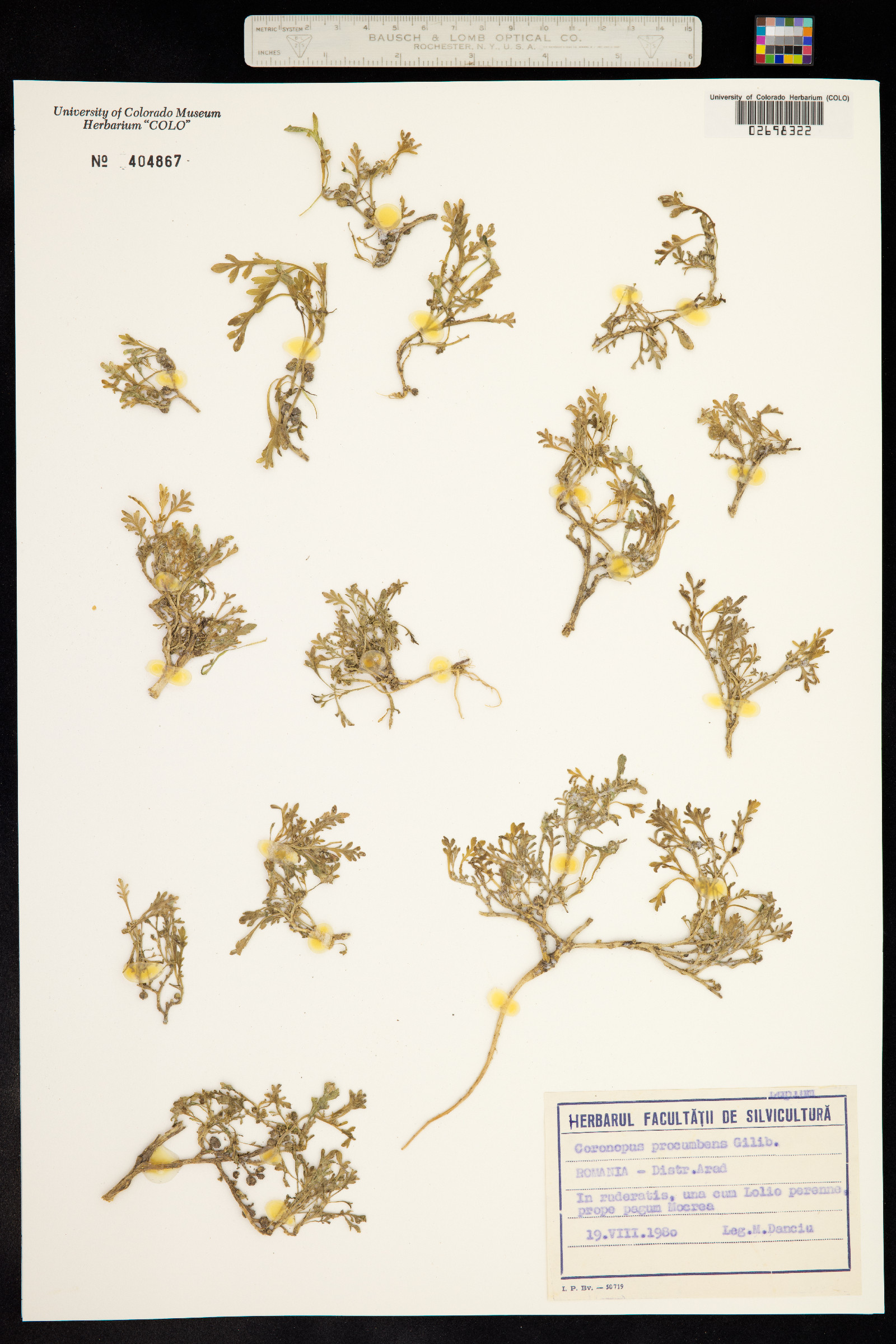 Lepidium coronopus image