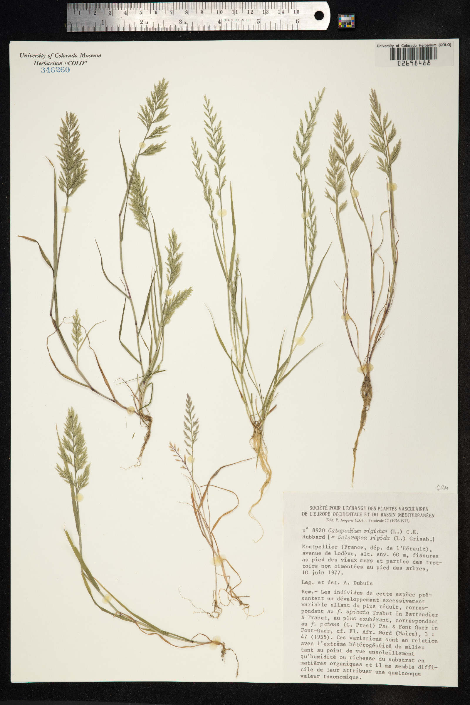 Catapodium image