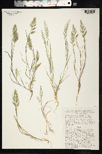 Image of Catapodium rigidum