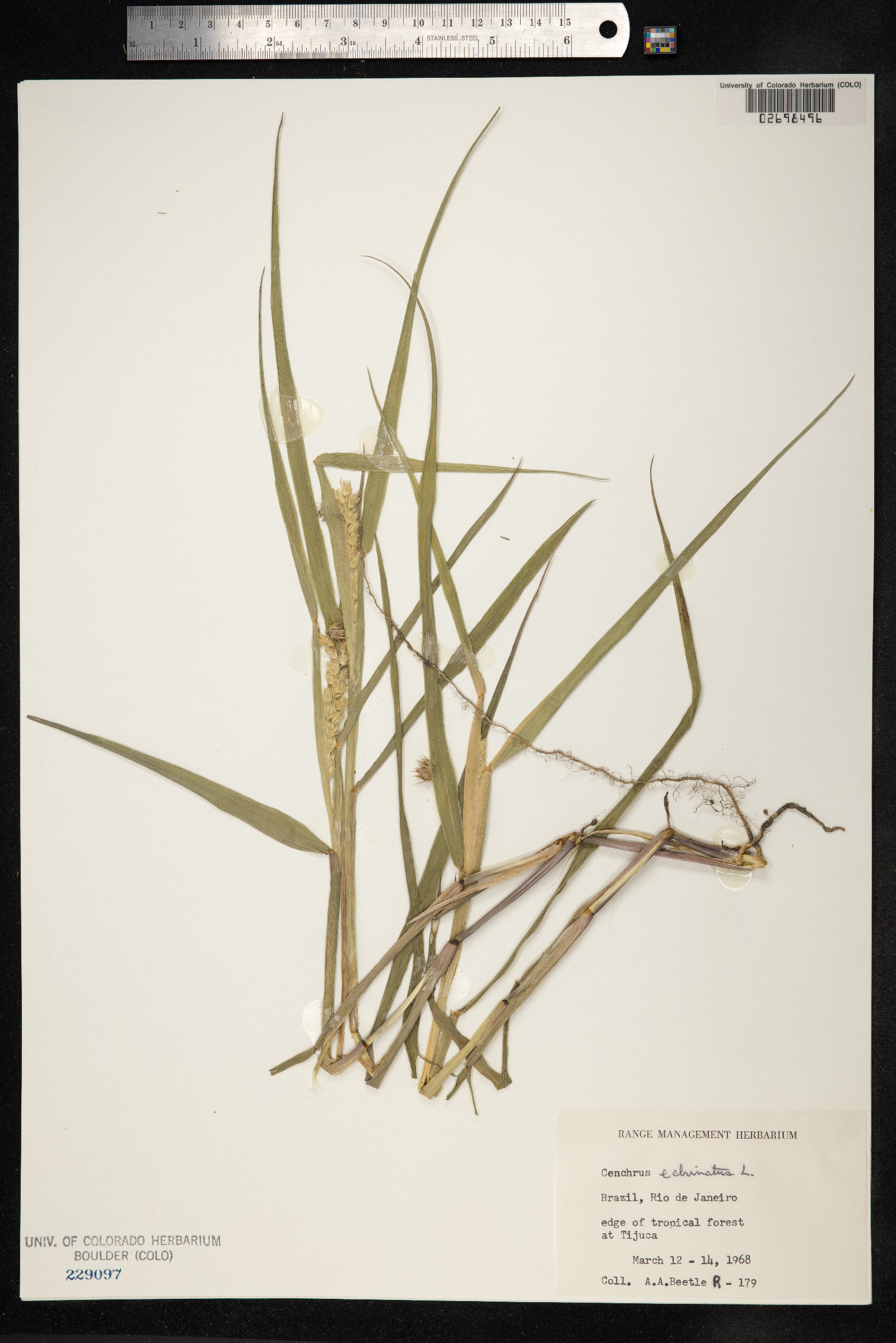 Cenchrus echinatus image