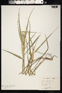 Cenchrus echinatus image