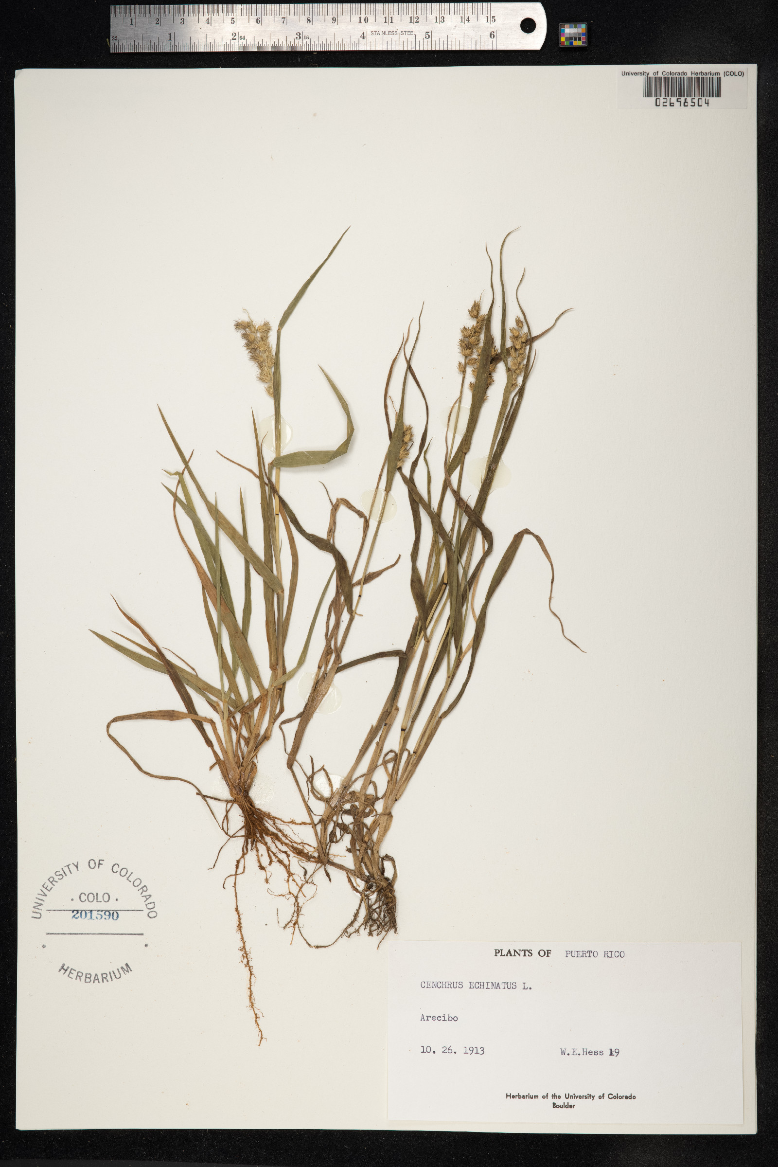 Cenchrus echinatus image