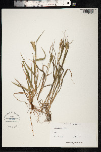 Cenchrus echinatus image