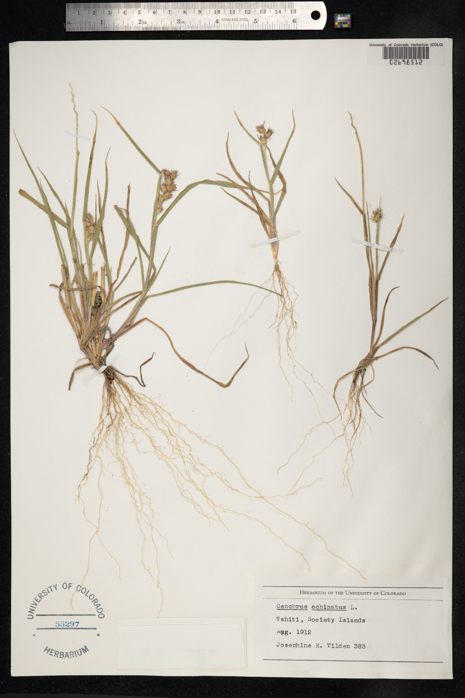 Cenchrus echinatus image