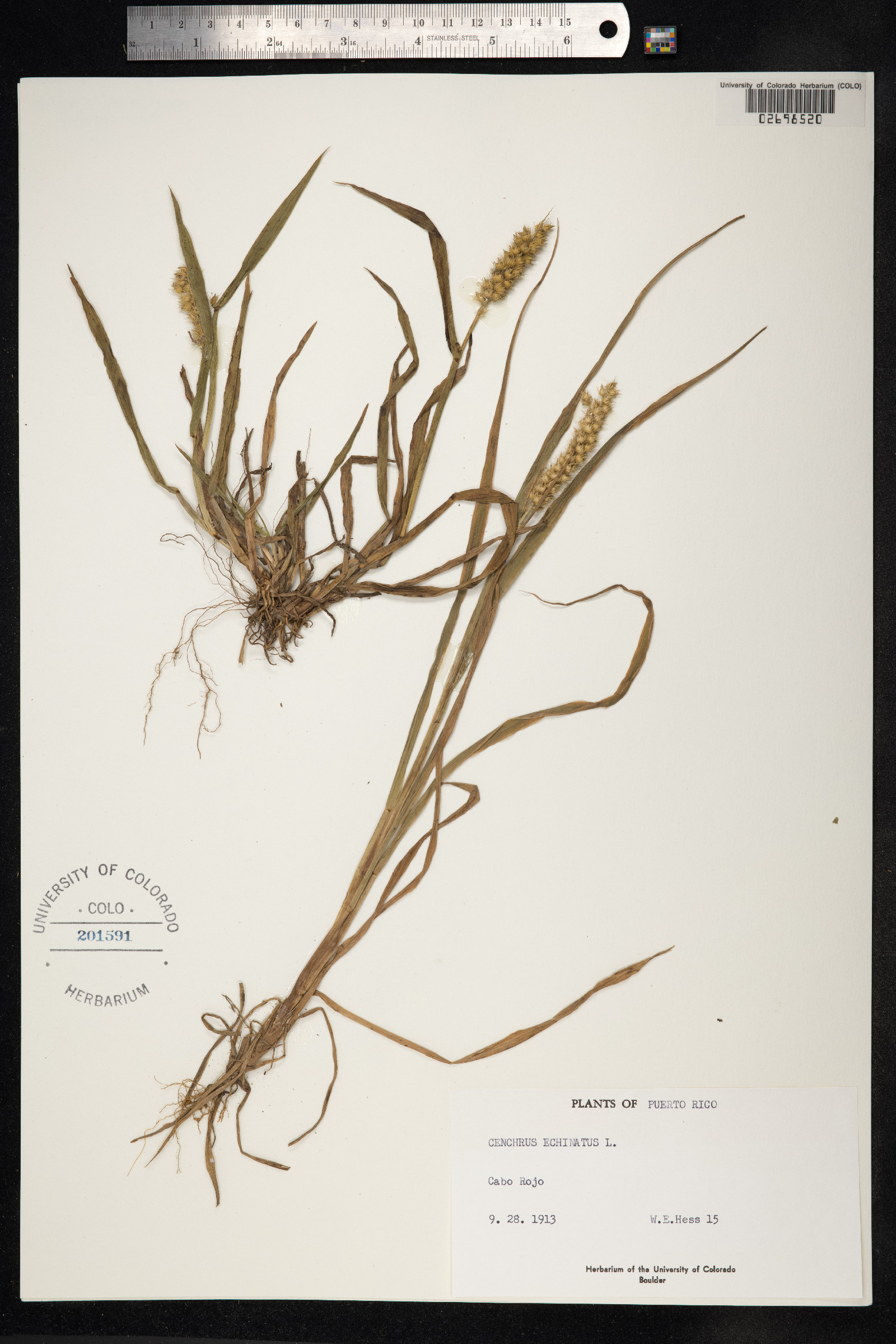 Cenchrus echinatus image