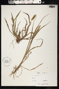Cenchrus echinatus image