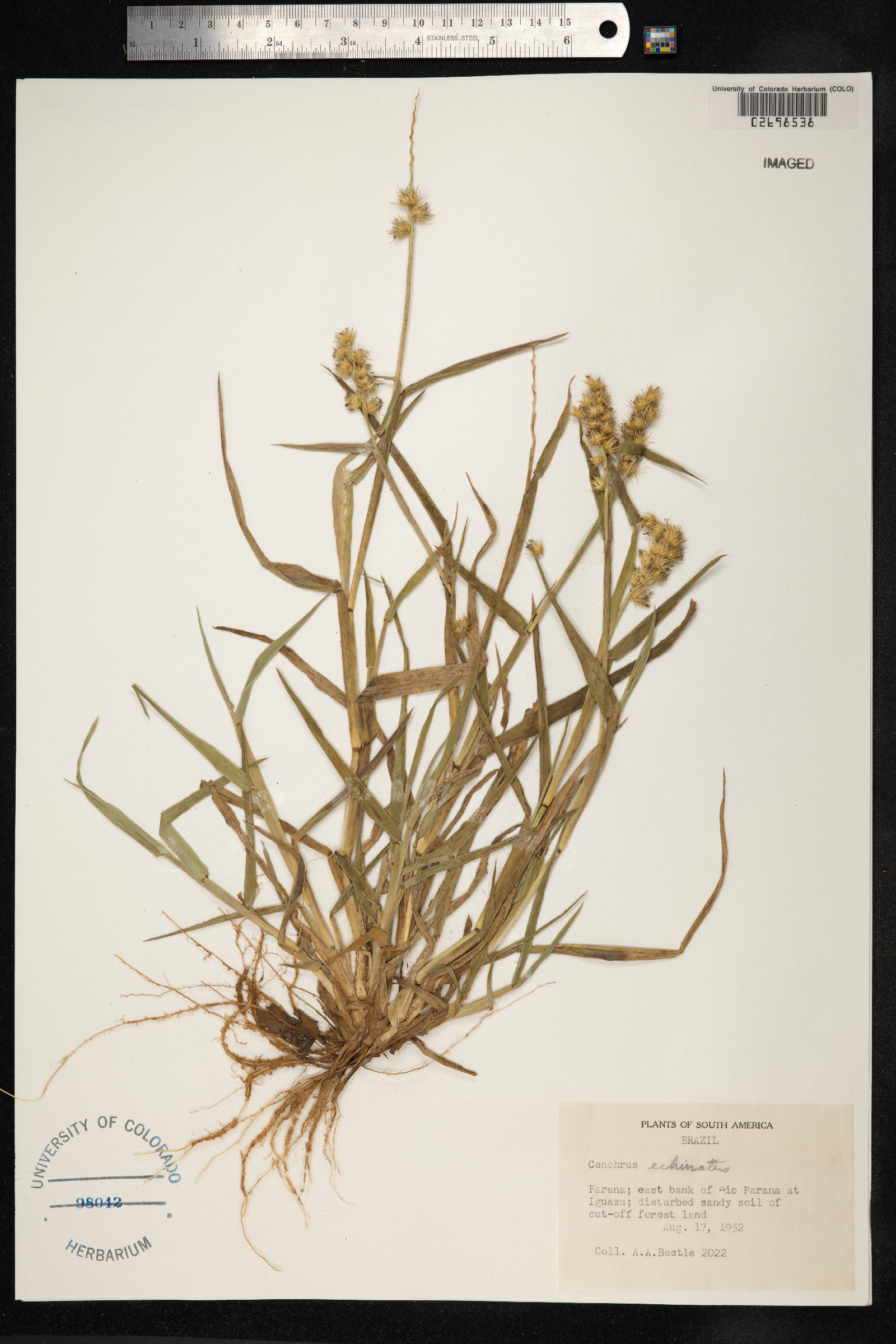 Cenchrus echinatus image