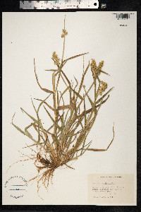 Cenchrus echinatus image