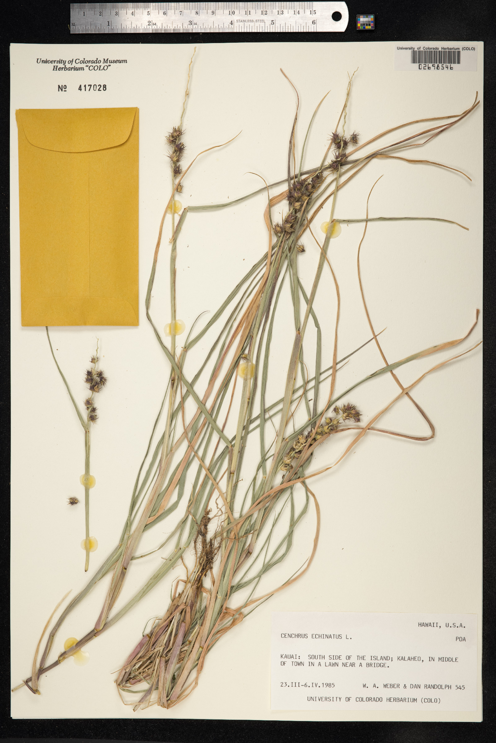 Cenchrus echinatus image