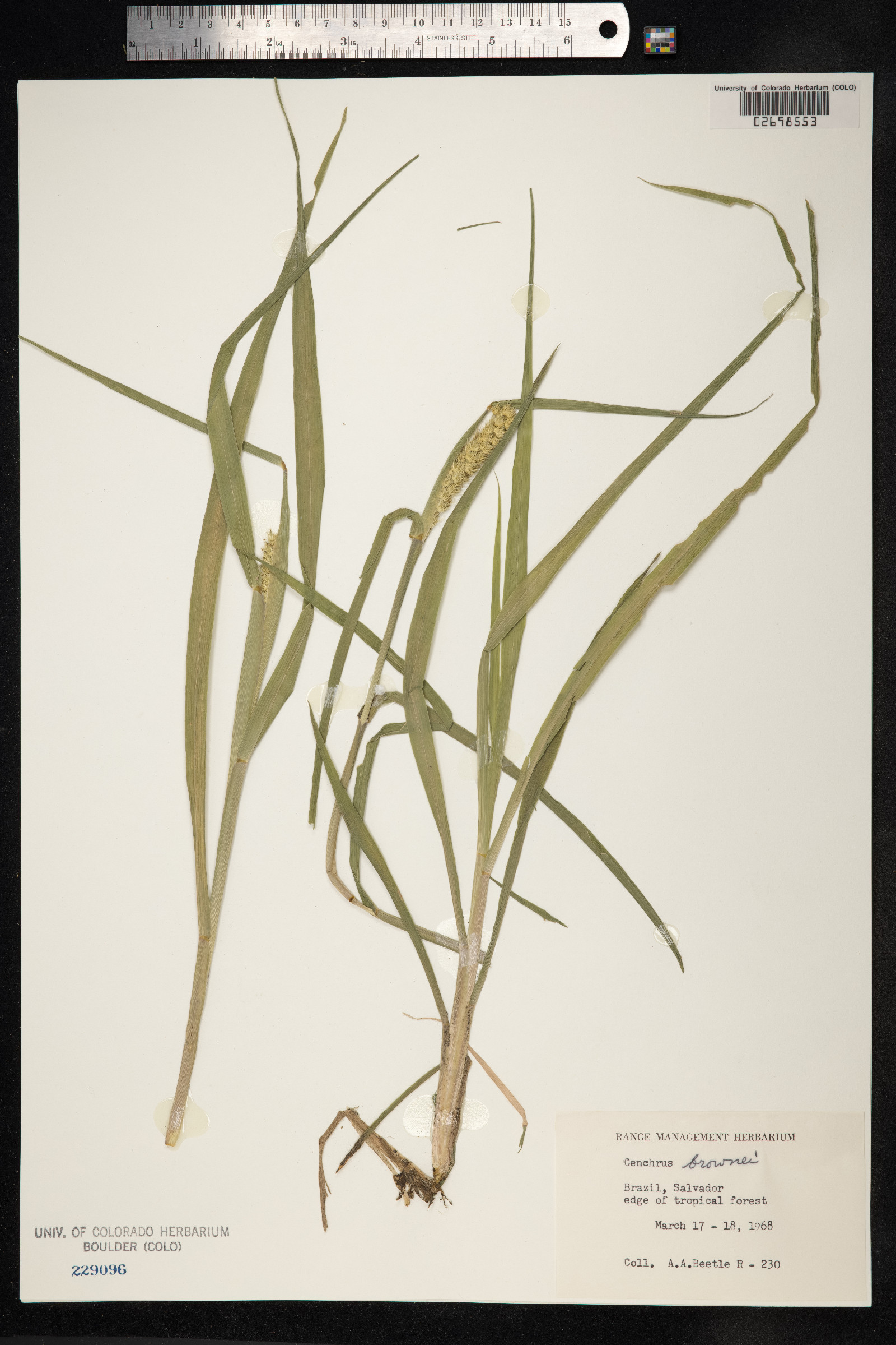 Cenchrus myosuroides image
