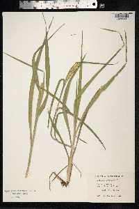 Cenchrus myosuroides image
