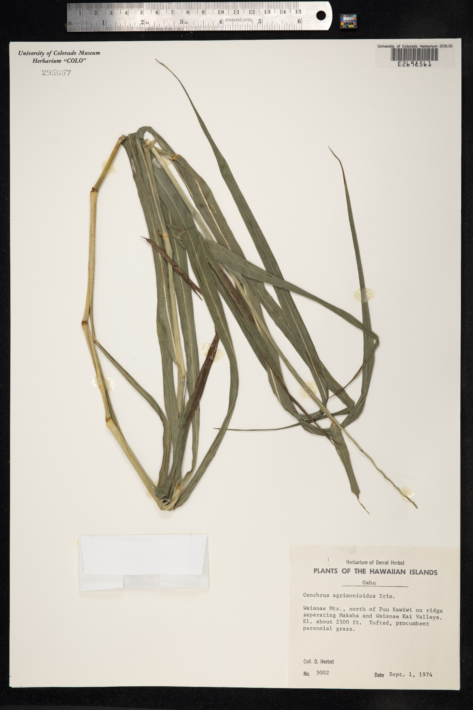 Cenchrus agrimonioides image