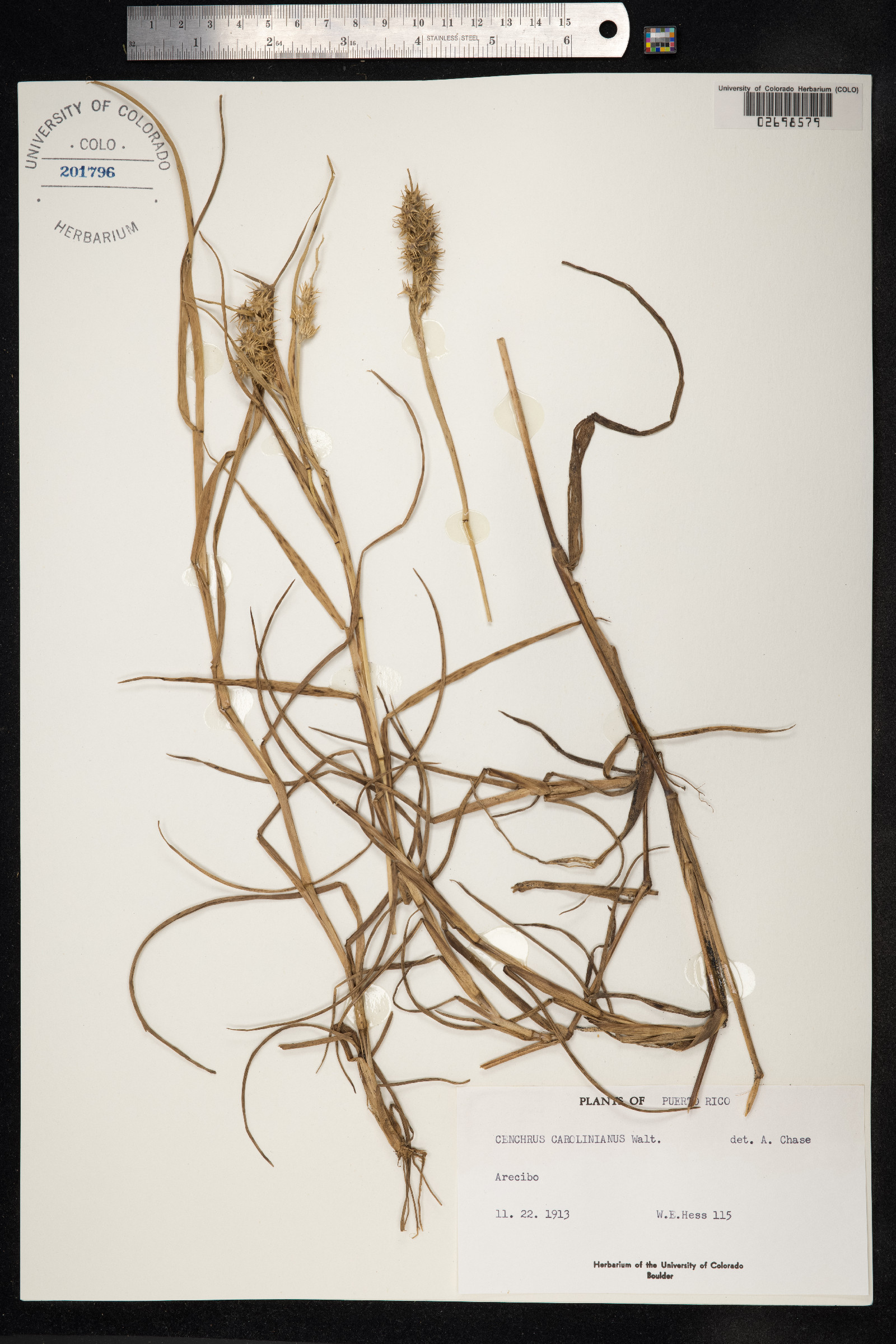 Cenchrus longispinus image