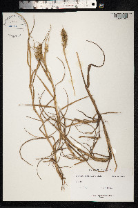 Cenchrus longispinus image