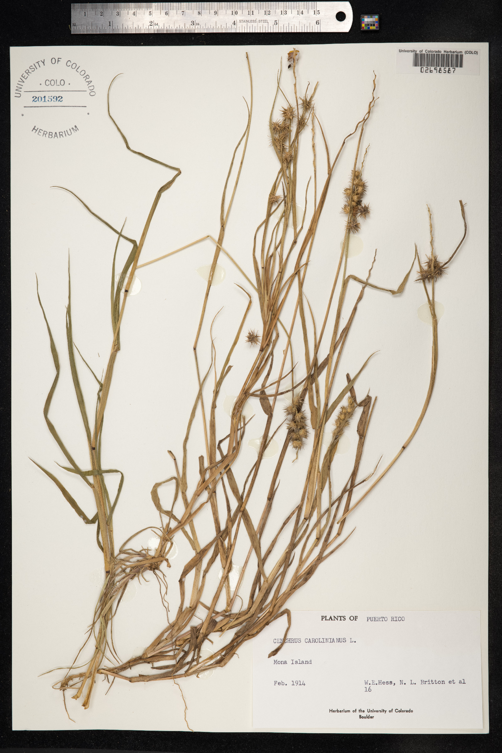 Cenchrus longispinus image