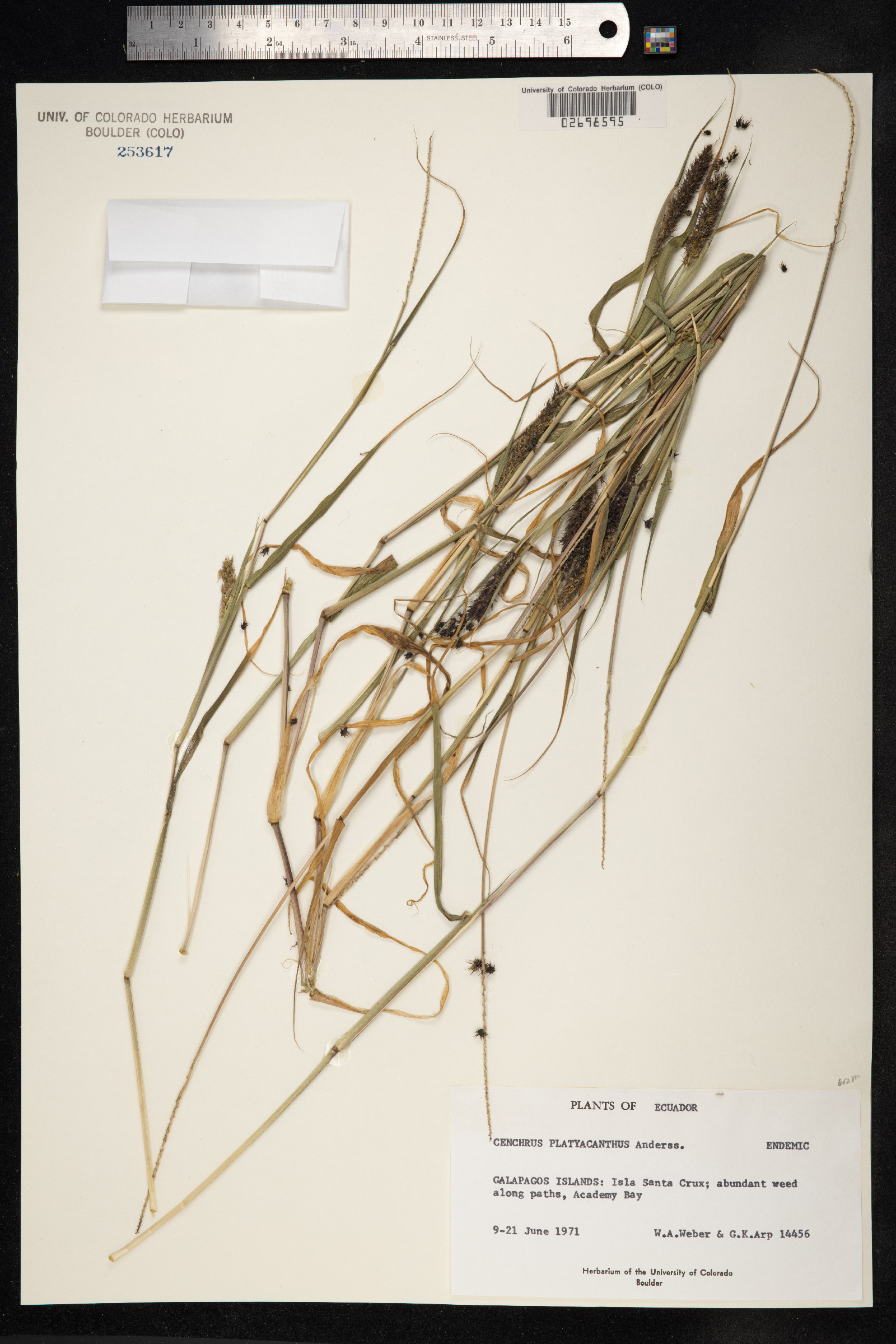 Cenchrus platyacanthus image