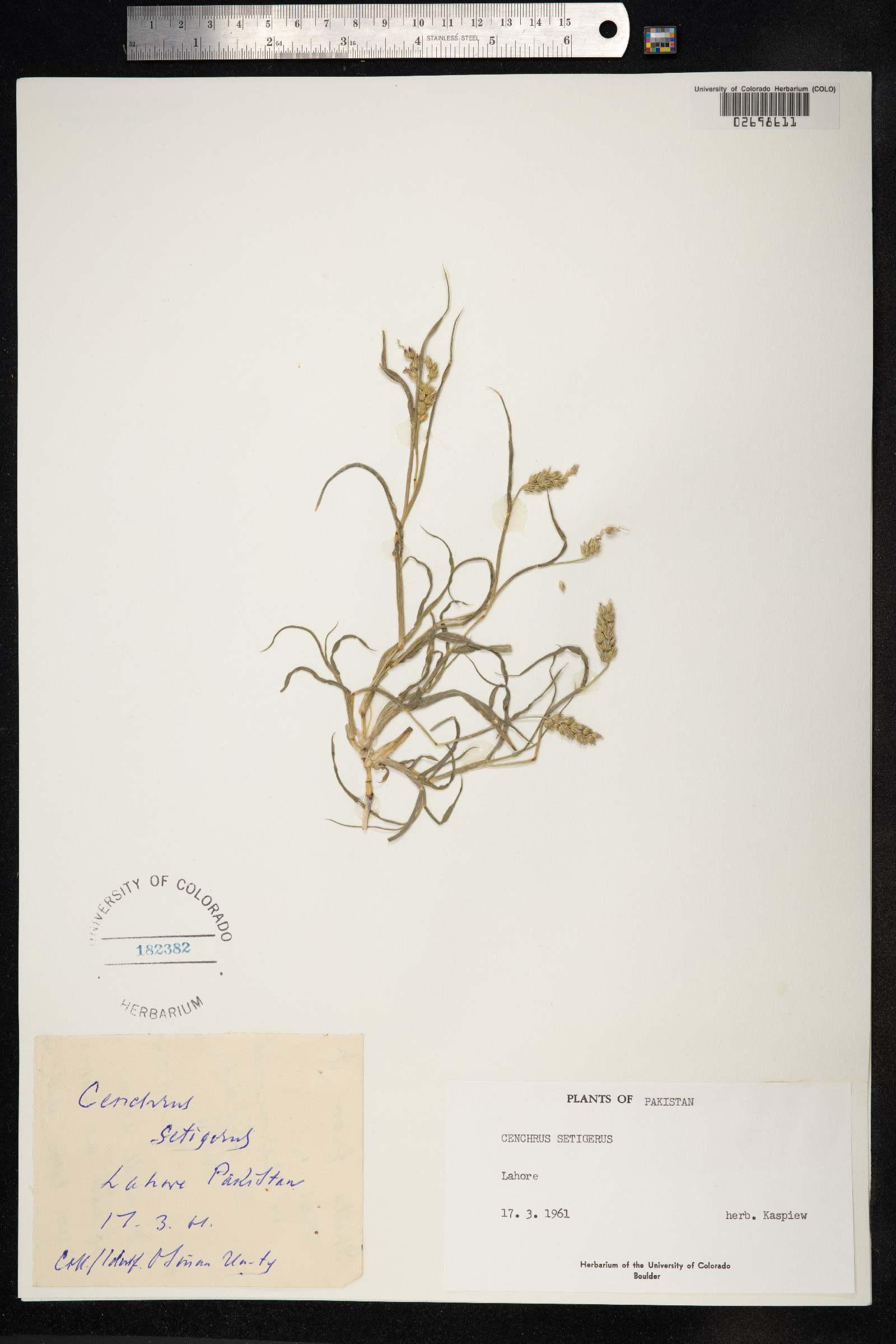 Cenchrus setigerus image