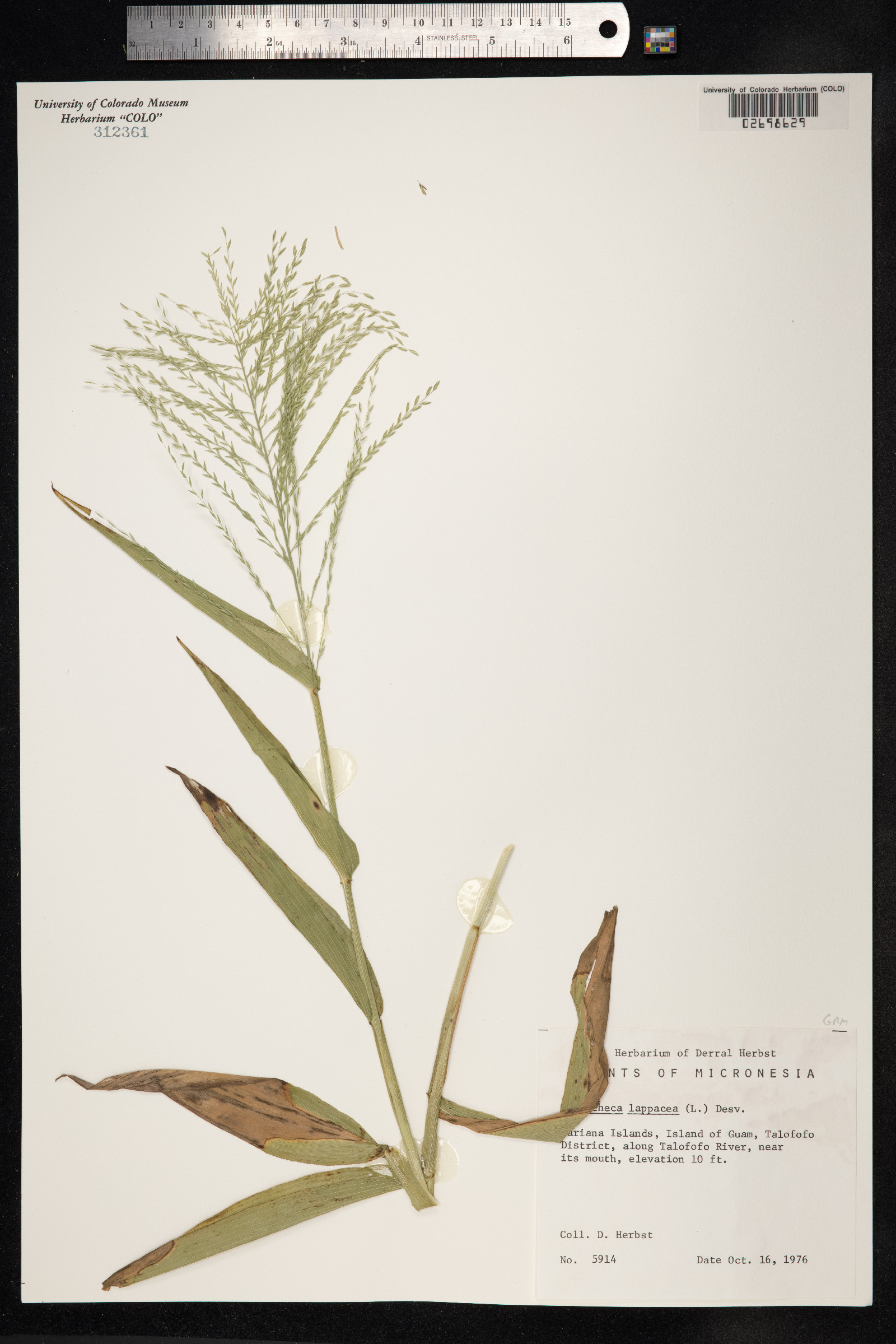 Centotheca lappacea image
