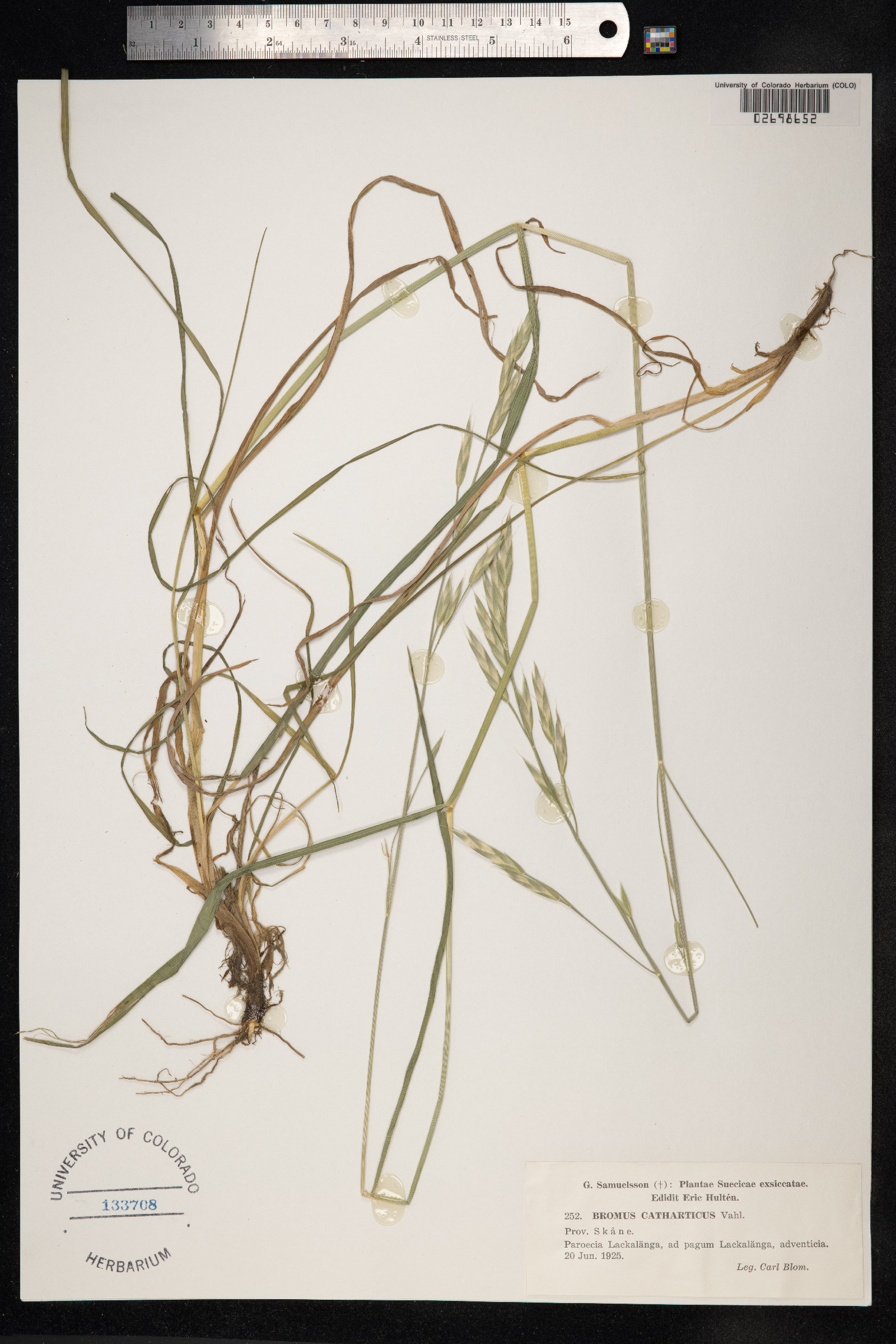 Bromus catharticus image