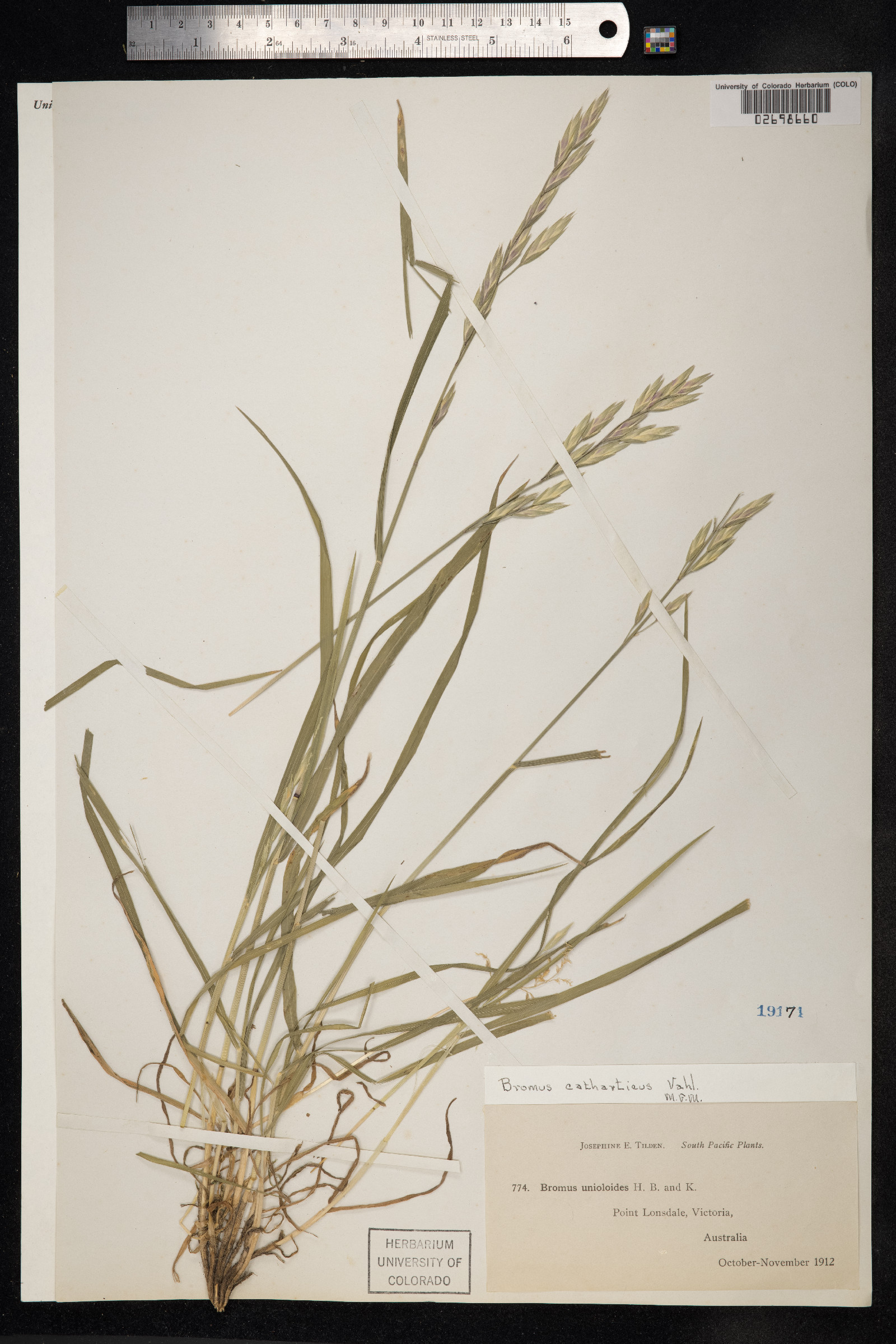 Bromus catharticus image