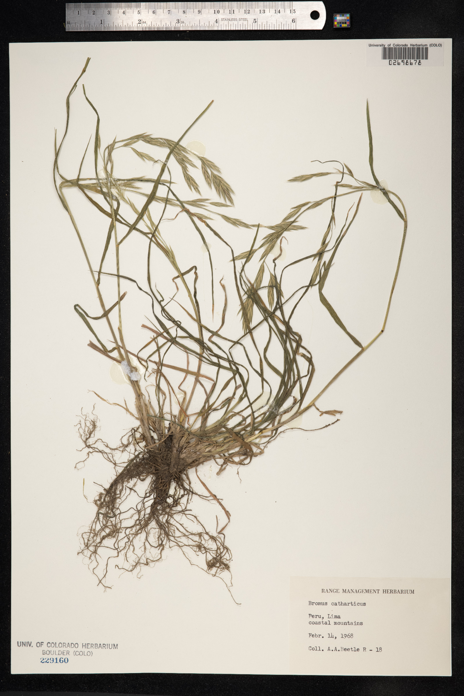 Bromus catharticus image