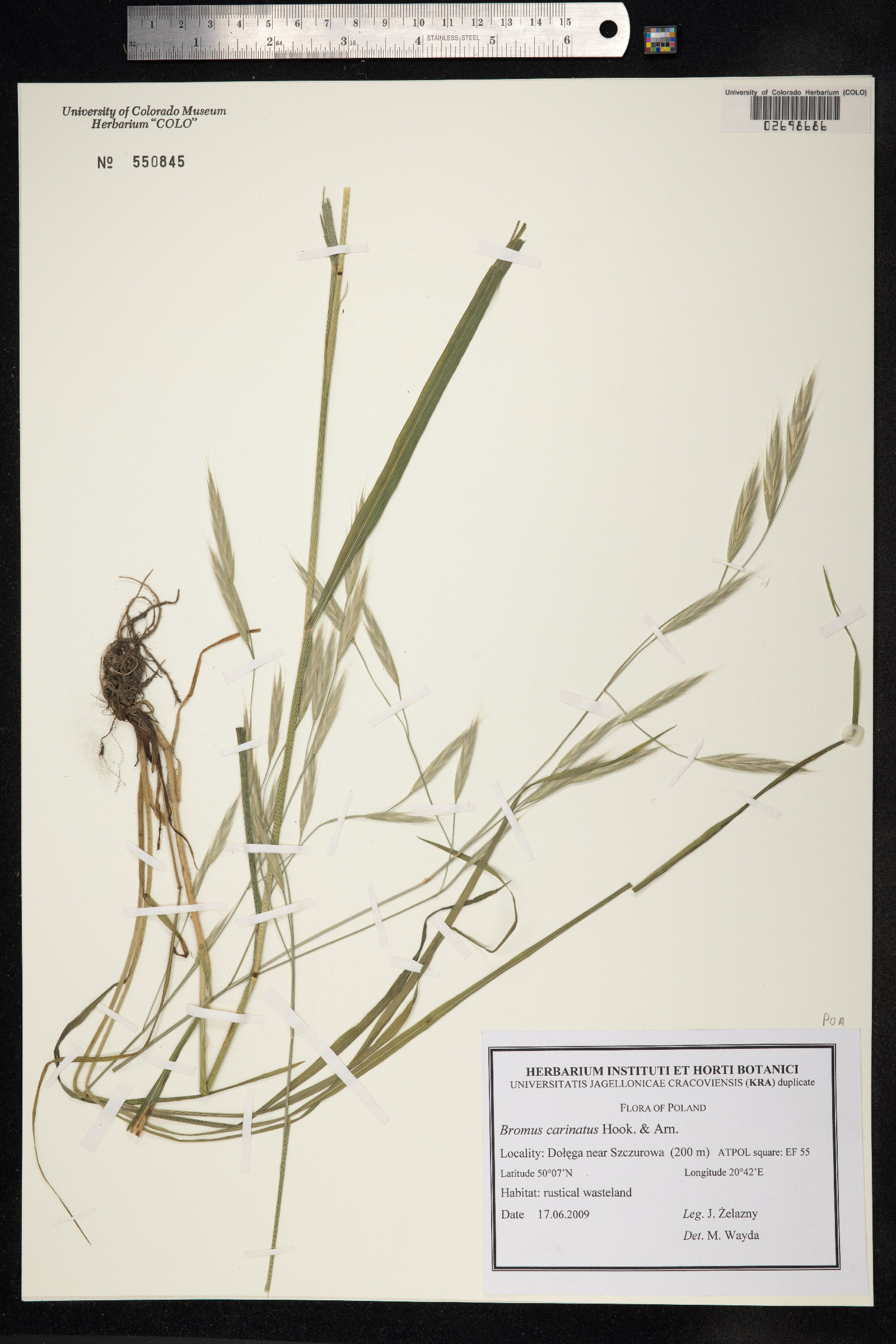 Bromus carinatus image