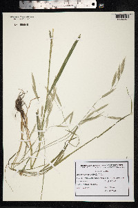 Bromus carinatus image