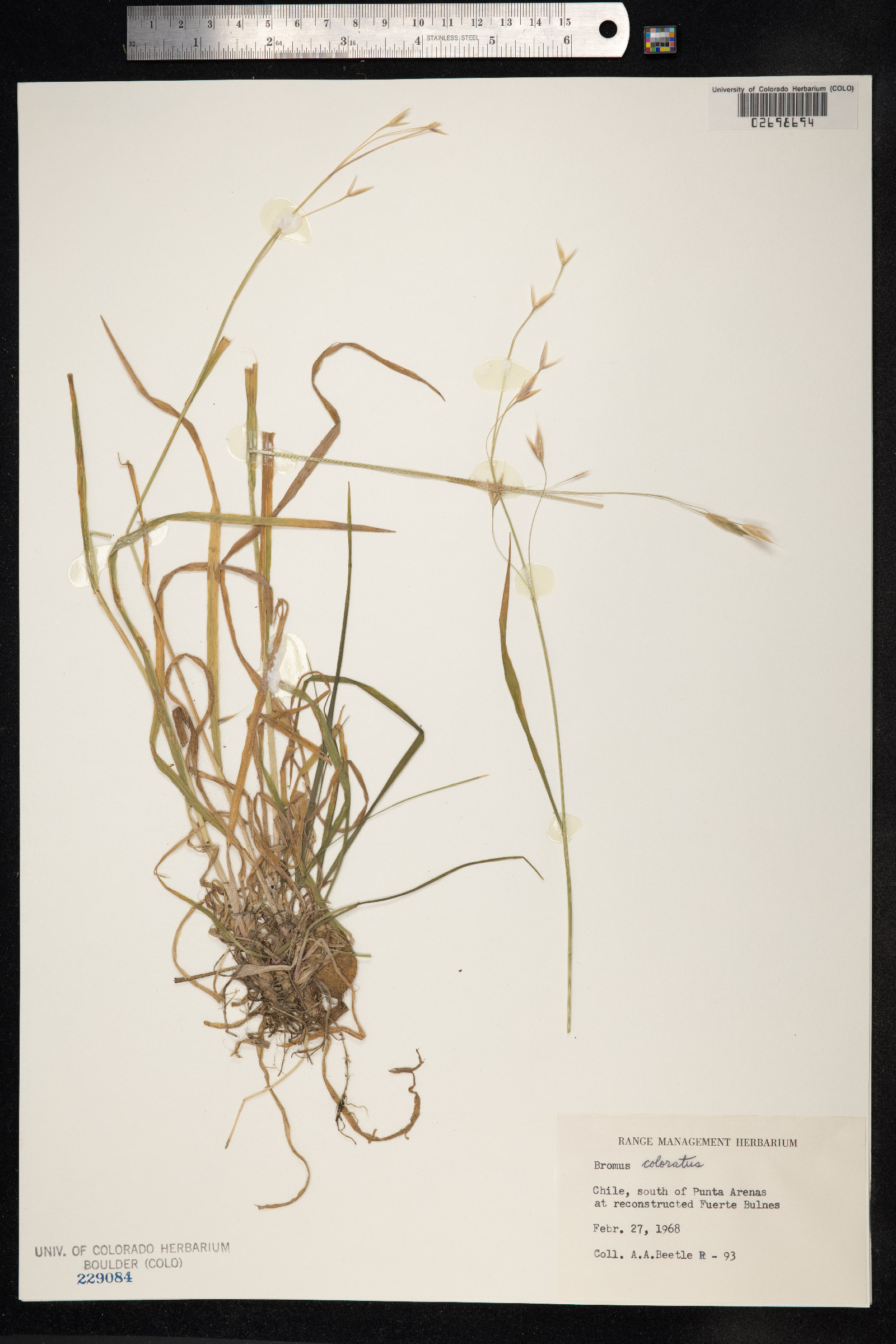 Bromus coloratus image