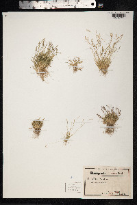 Image of Mibora minima