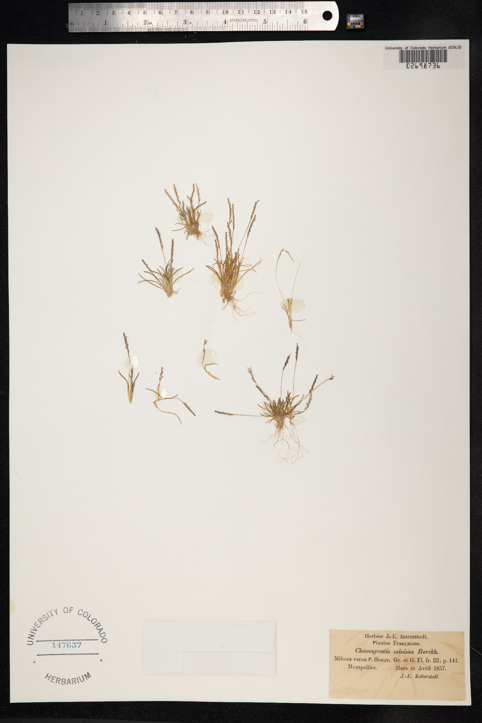 Mibora minima image