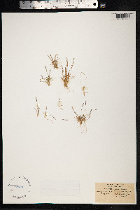 Mibora minima image